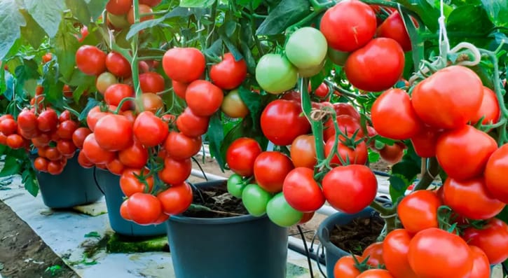 growing vegetables in pots